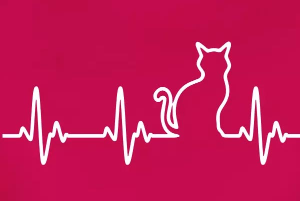 Catstyle